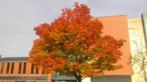 Autumn leaves by the Julian Hodge Lecture theatre.  Always looks so nice every year.